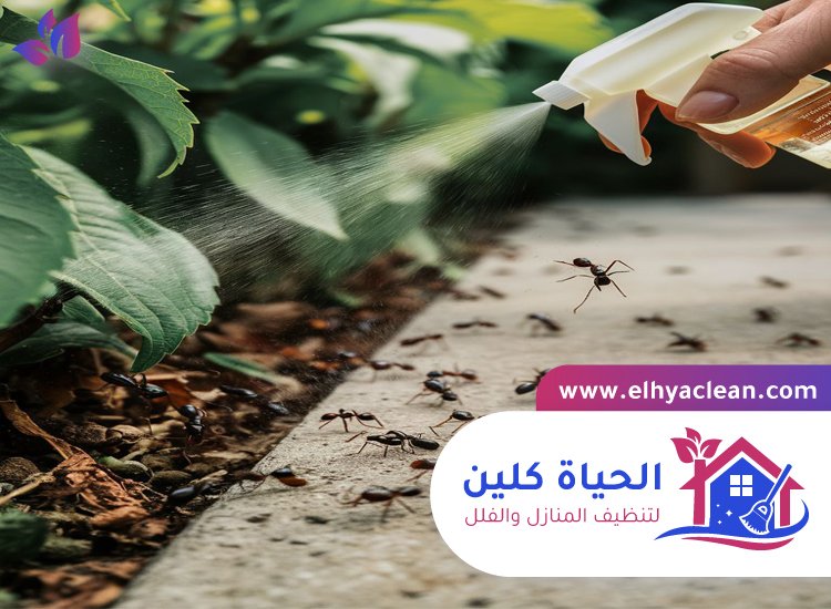 شركة مكافحة النمل في دبي 7 شركة مكافحة النمل في دبي