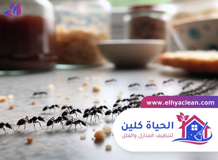 شركة مكافحة النمل