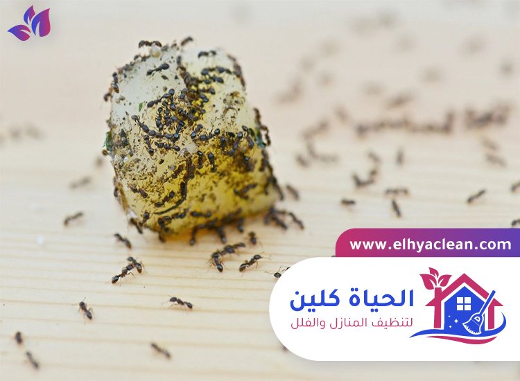 شركة مكافحة النمل في دبي 6 شركة مكافحة النمل في دبي