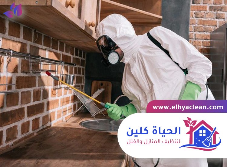 شركة مكافحة حشرات في العين 4 شركة مكافحة حشرات في العين
