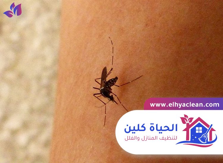 مكافحة الناموس في ام القيوين 5 مكافحة الناموس في ام القيوين