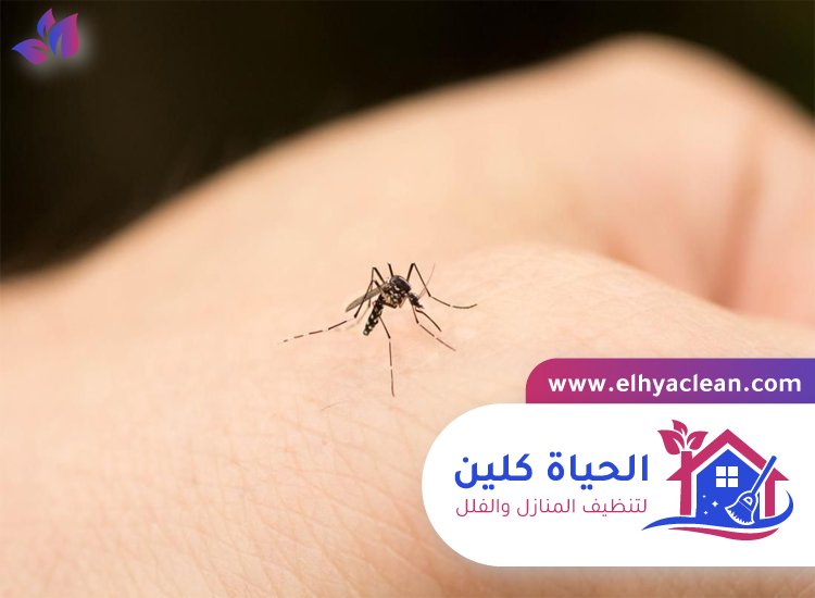 مكافحة الناموس في ام القيوين 3 مكافحة الناموس في ام القيوين