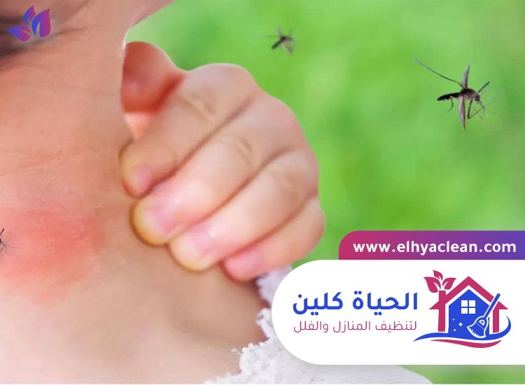 مكافحة الناموس في الفجيرة 5 مكافحة الناموس في الفجيرة