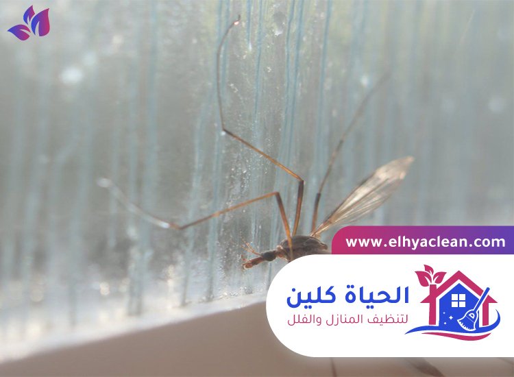 مكافحة الناموس في العين 2 مكافحة الناموس في العين