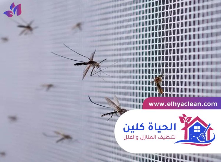 مكافحة الناموس في دبي 3 مكافحة الناموس في دبي