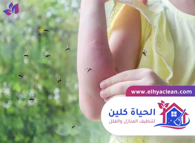 مكافحة الناموس في عجمان 5 مكافحة الناموس في عجمان