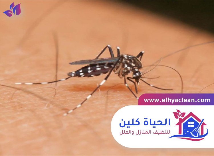 مكافحة الناموس في الفجيرة 4 مكافحة الناموس في الفجيرة