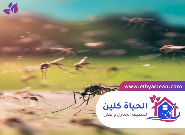 مكافحة الناموس في الفجيرة 3 مكافحة الناموس في الفجيرة