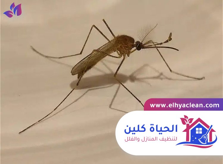 مكافحة الناموس في عجمان 4 مكافحة الناموس في عجمان