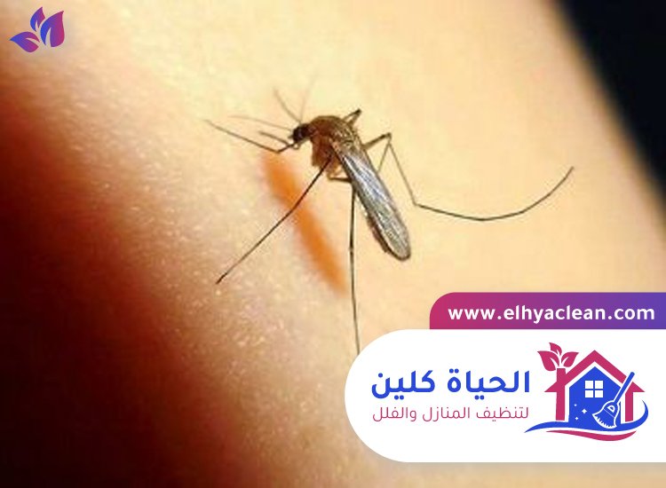 مكافحة الناموس