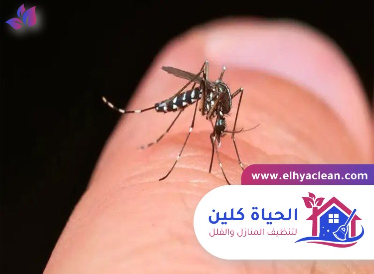 مكافحة الناموس في الشارقة 3 مكافحة الناموس في الشارقة