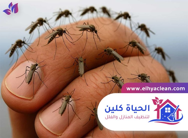 مكافحة الناموس في دبي 4 مكافحة الناموس في دبي