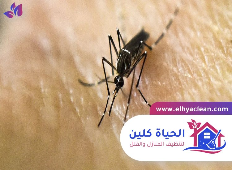 مكافحة الناموس في الشارقة 4 مكافحة الناموس في الشارقة