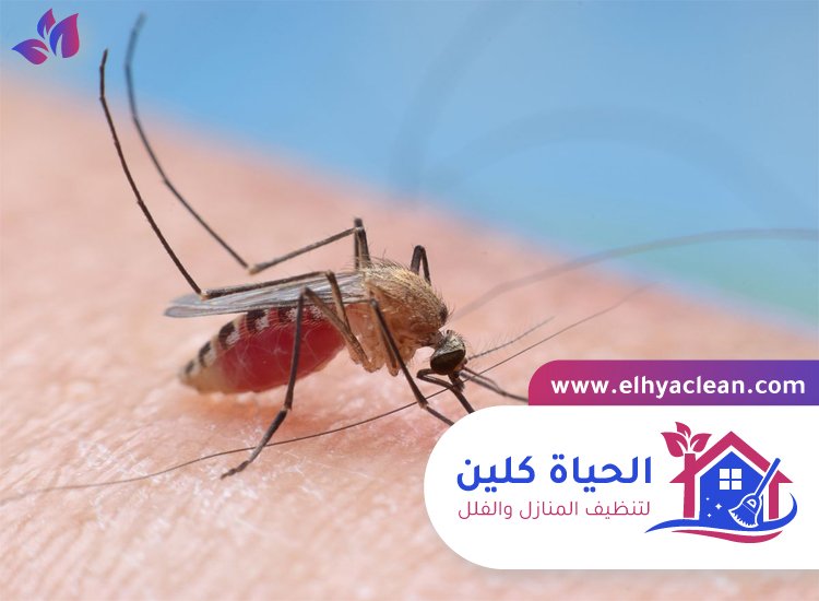 مكافحة الناموس في راس الخيمة 5 مكافحة الناموس في راس الخيمة