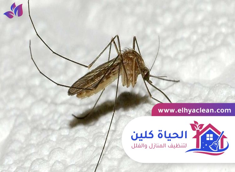 مكافحة الناموس في عجمان 2 مكافحة الناموس