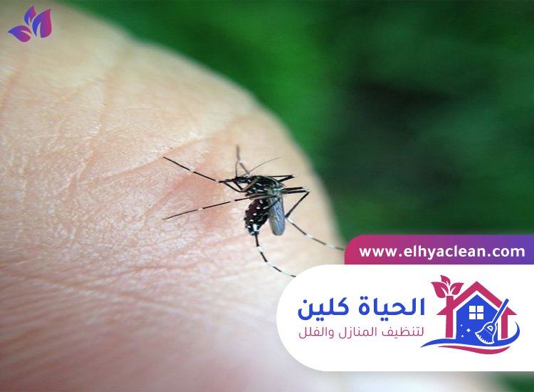 مكافحة الناموس في راس الخيمة 4 مكافحة الناموس في راس الخيمة