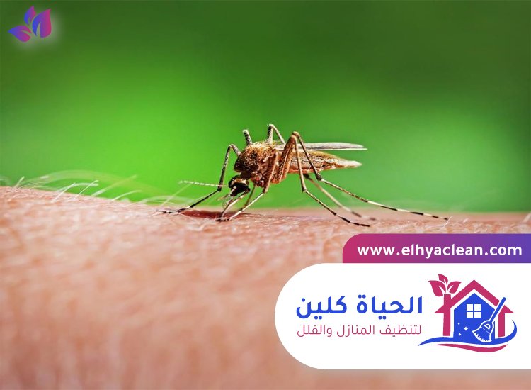 مكافحة الناموس في الشارقة 2 مكافحة الناموس في الشارقة