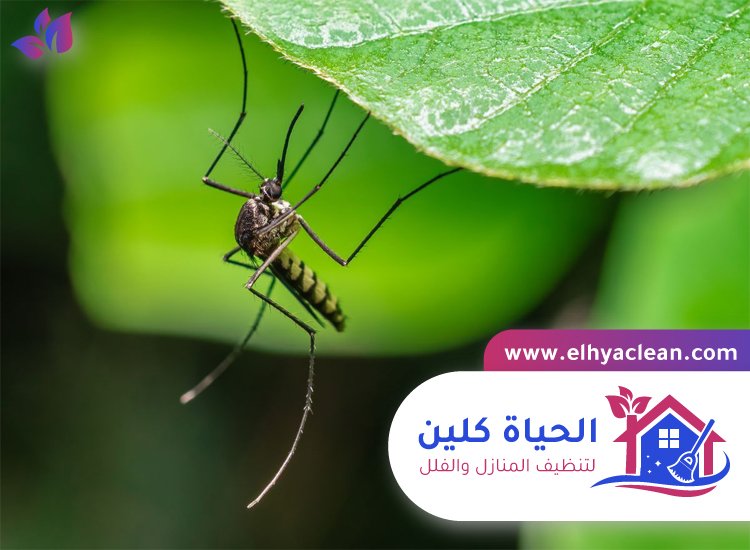 مكافحة الناموس في دبي 5 مكافحة الناموس في دبي