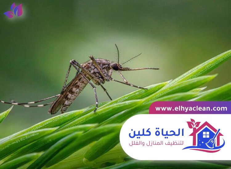 مكافحة الناموس في راس الخيمة 3 مكافحة الناموس في راس الخيمة