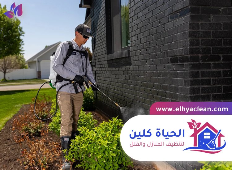 شركة مكافحة حشرات في دبي 2 شركة مكافحة حشرات في دبي